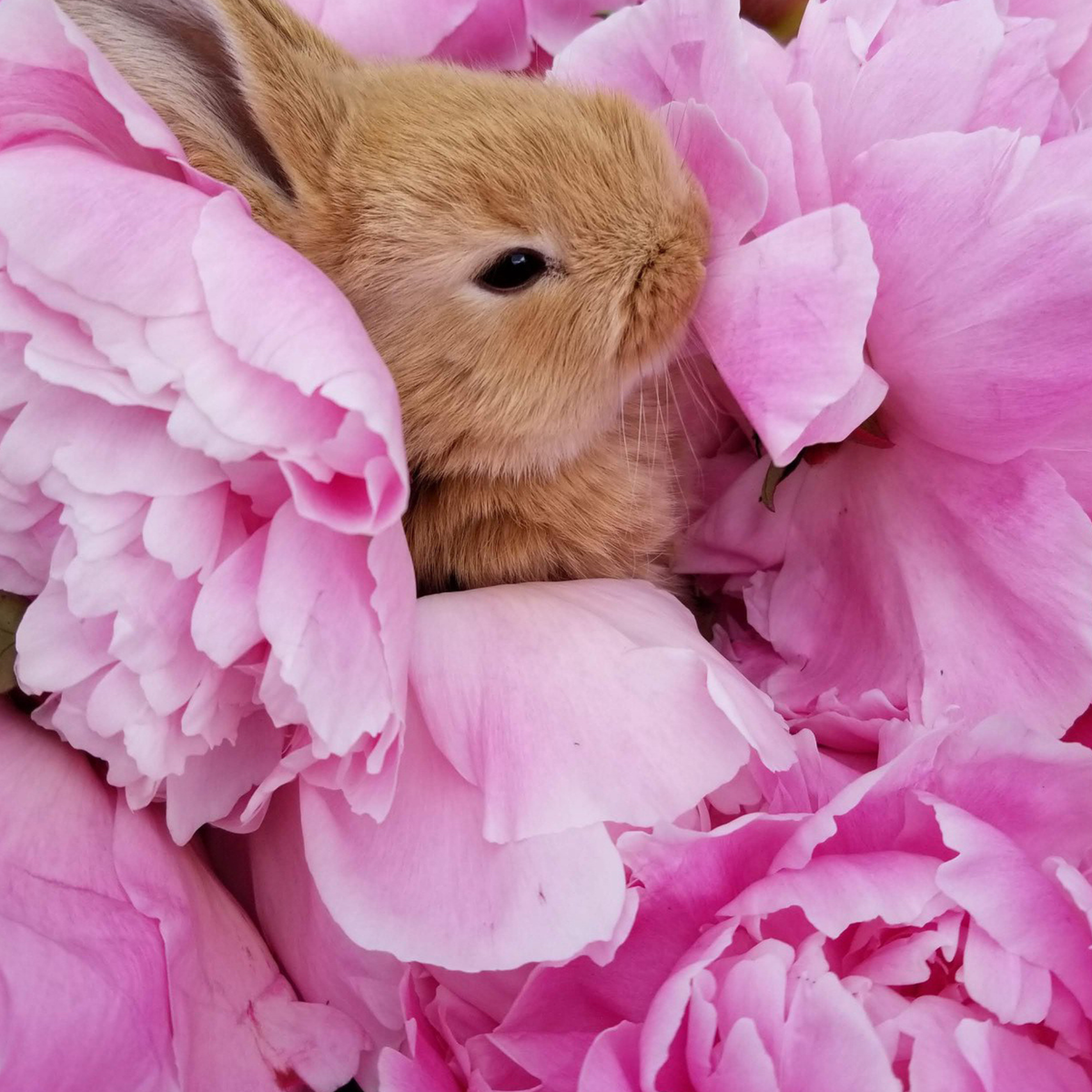 Flower Boxes | Alaska Beauty Peony Cooperative