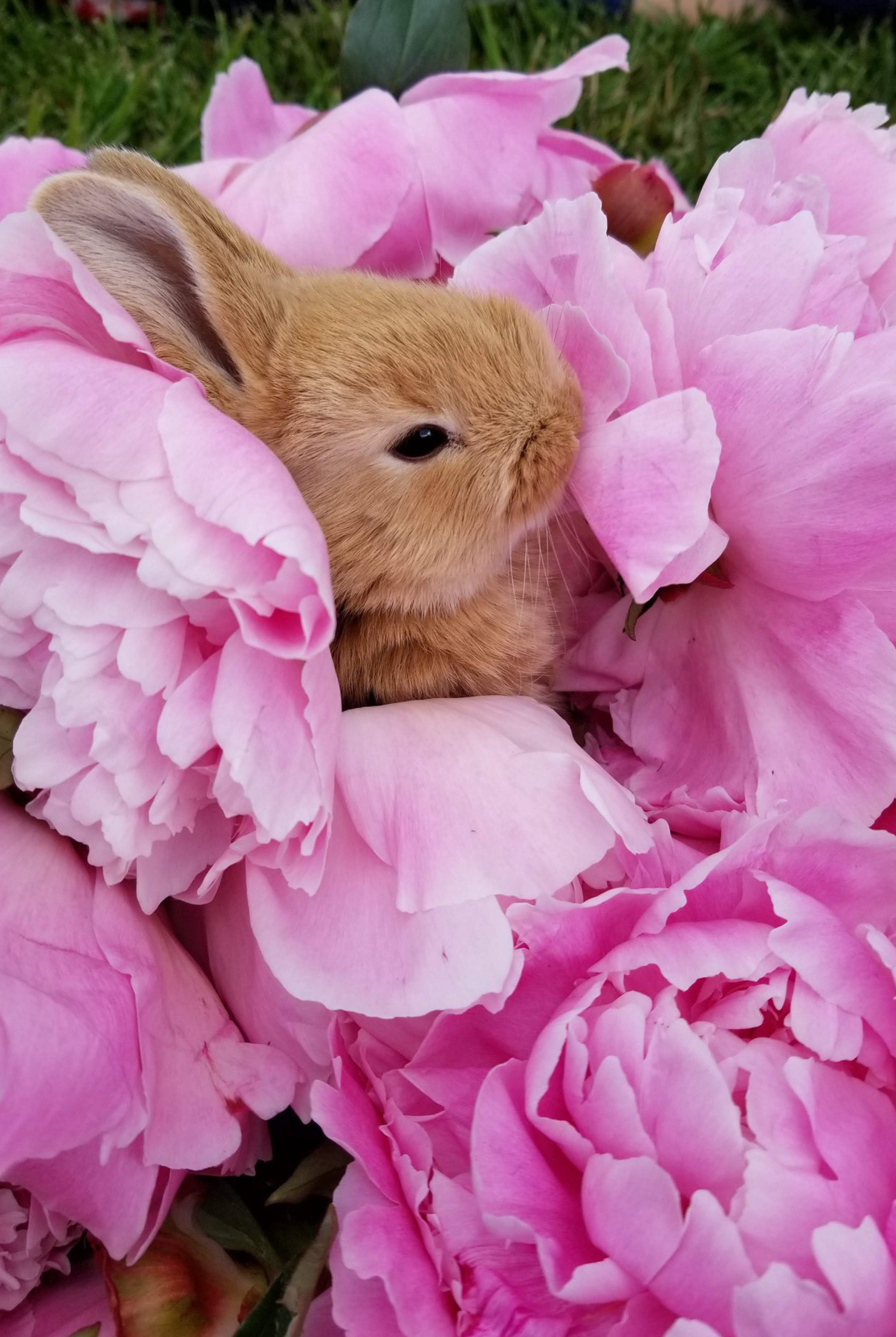 Flower Boxes Collection | Alaska Beauty Peony Cooperative | Homer, AK