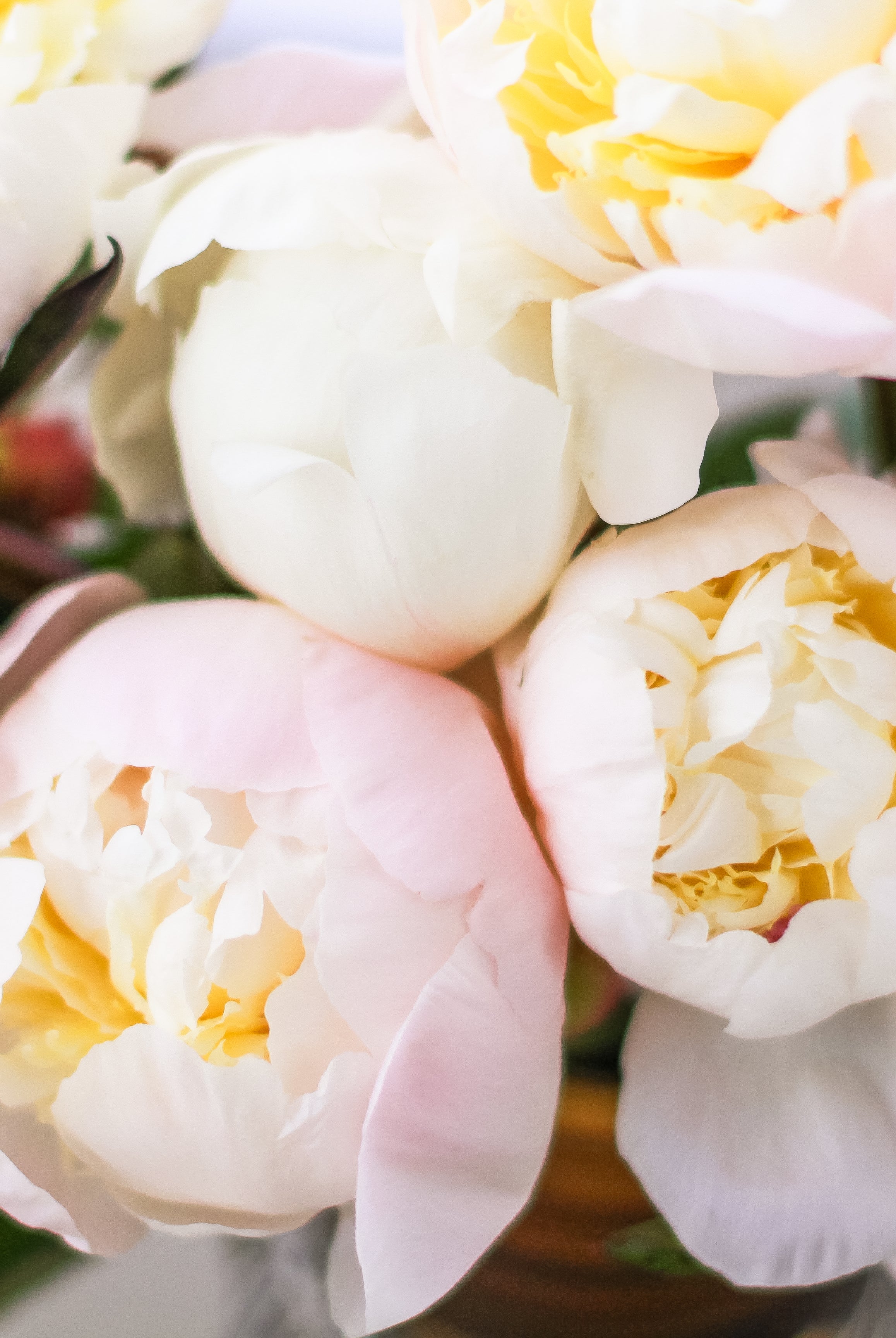 Just Amalia Olson - 25 Stems