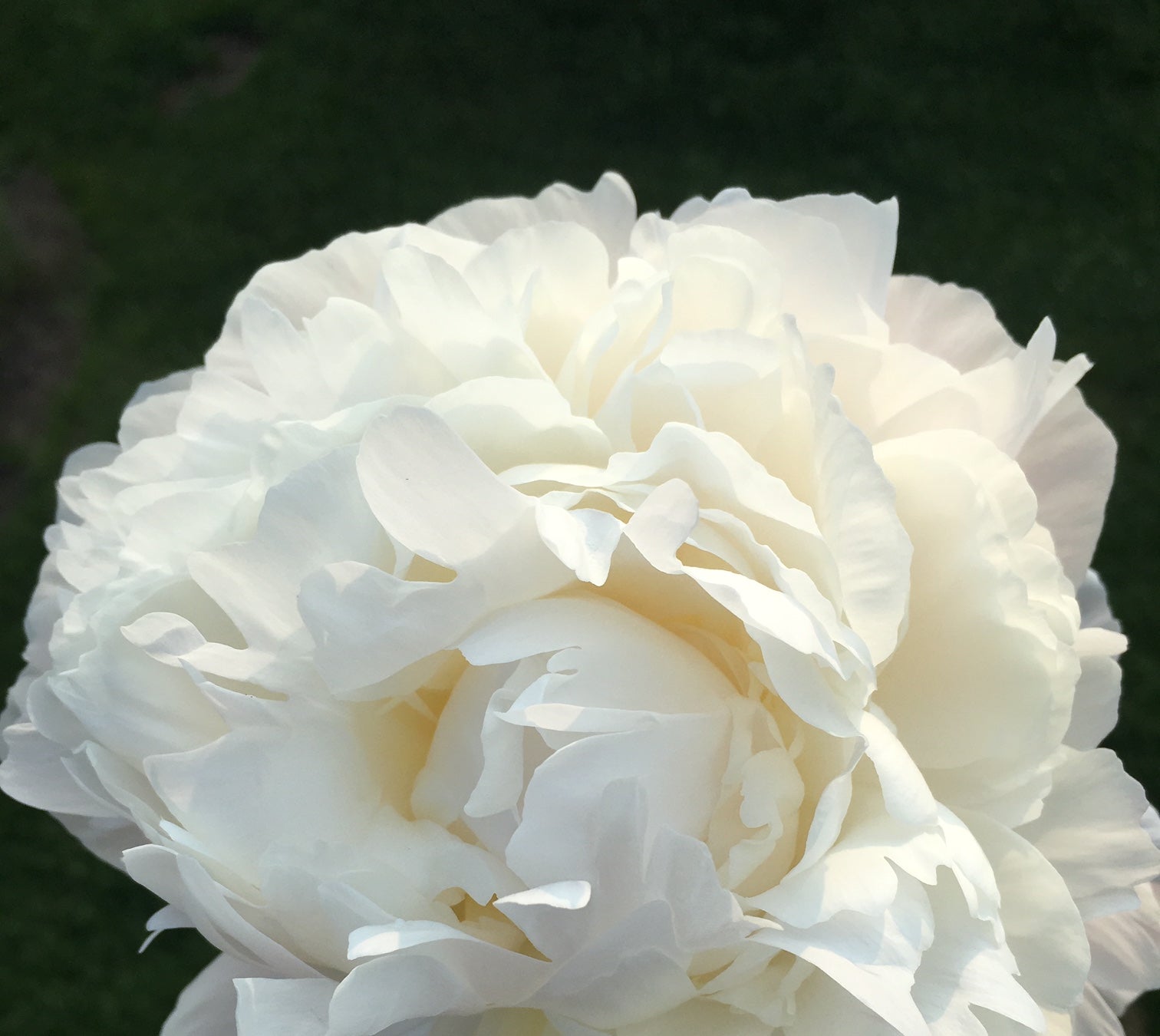 Just Amalia Olson - 25 Stems