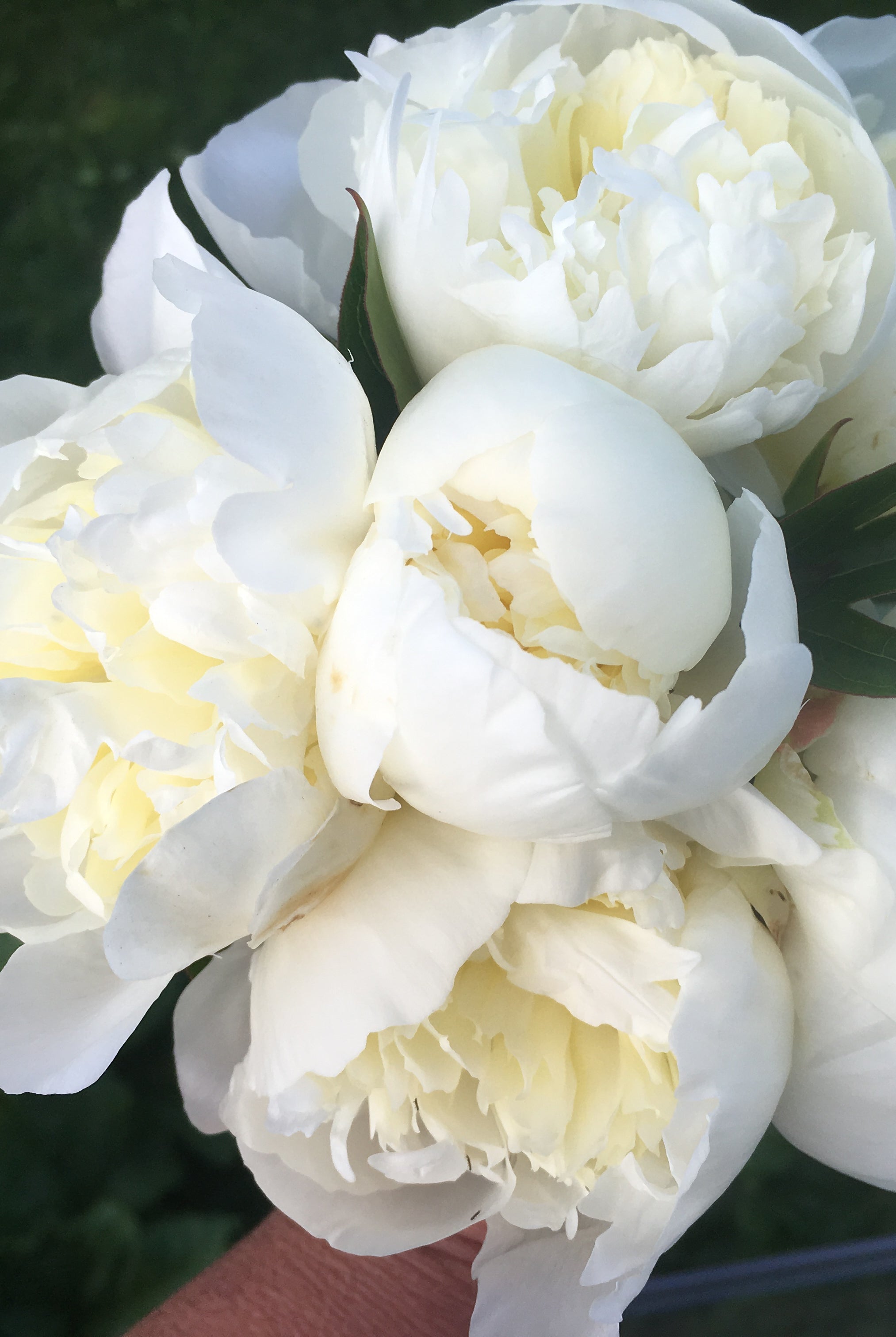 Duchesse de Nemours Peony Box - 25 Stems