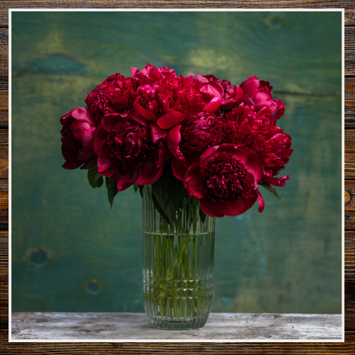 Clear glass vase with red flowers against a textured green background | Alaska Beauty Peony Cooperative | Homer, AK