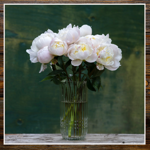 Bouquet of white peonies in a clear glass vase on a wooden surface with a blurred green background | Alaska Beauty Peony Cooperative | Homer, AK