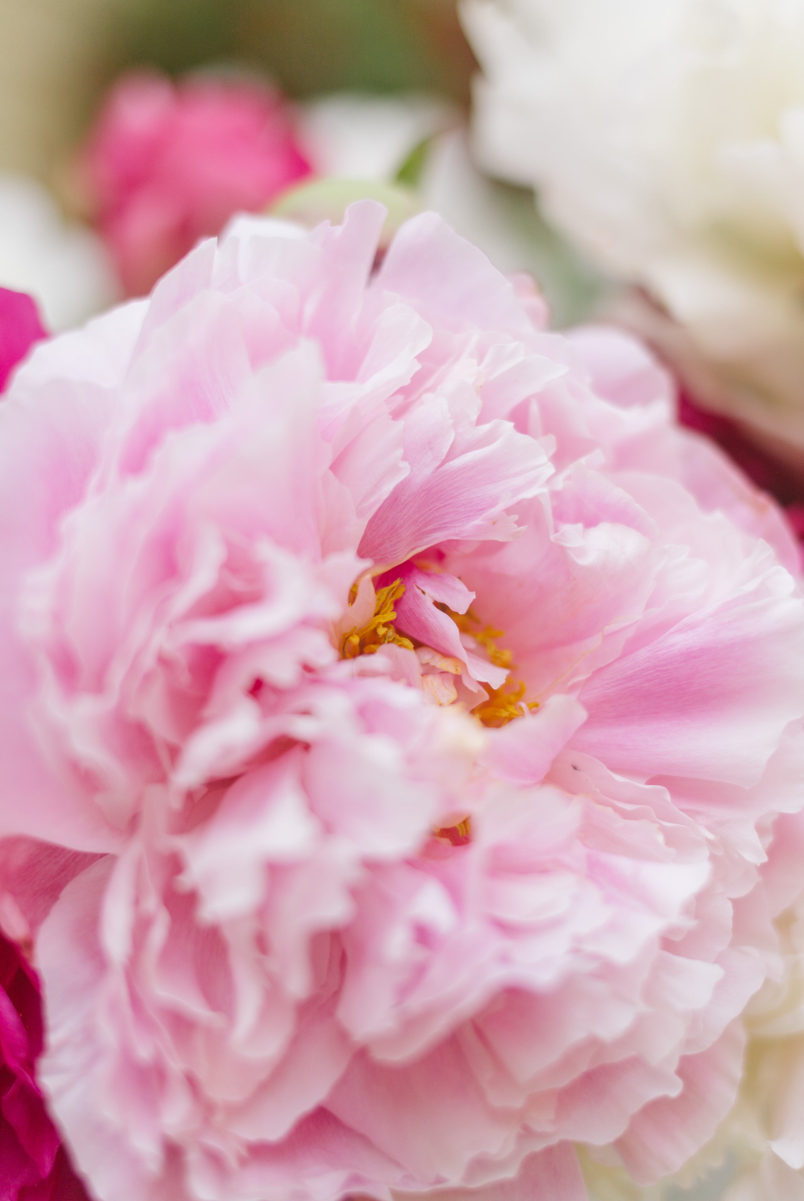 Buckets of Joy! | Homer Pick-up Only