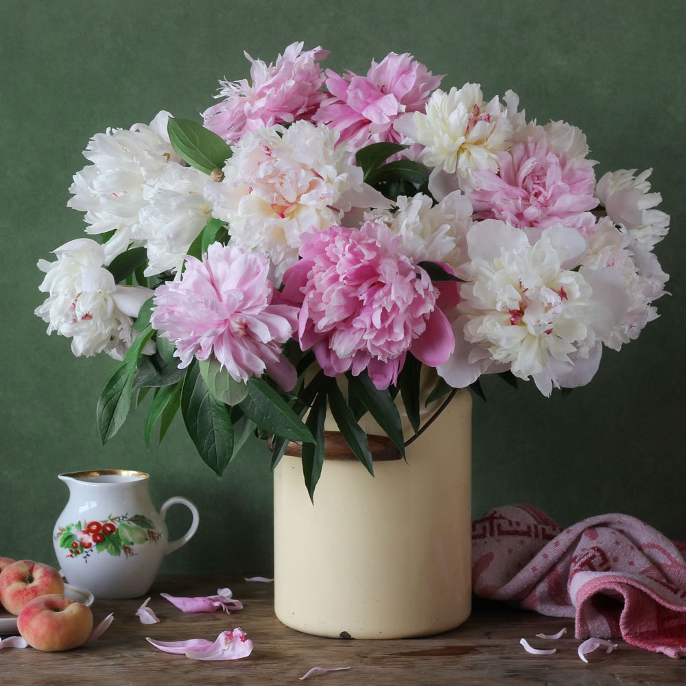 Peony 1-6 Week Subscription | NATIONWIDE Free Shipping