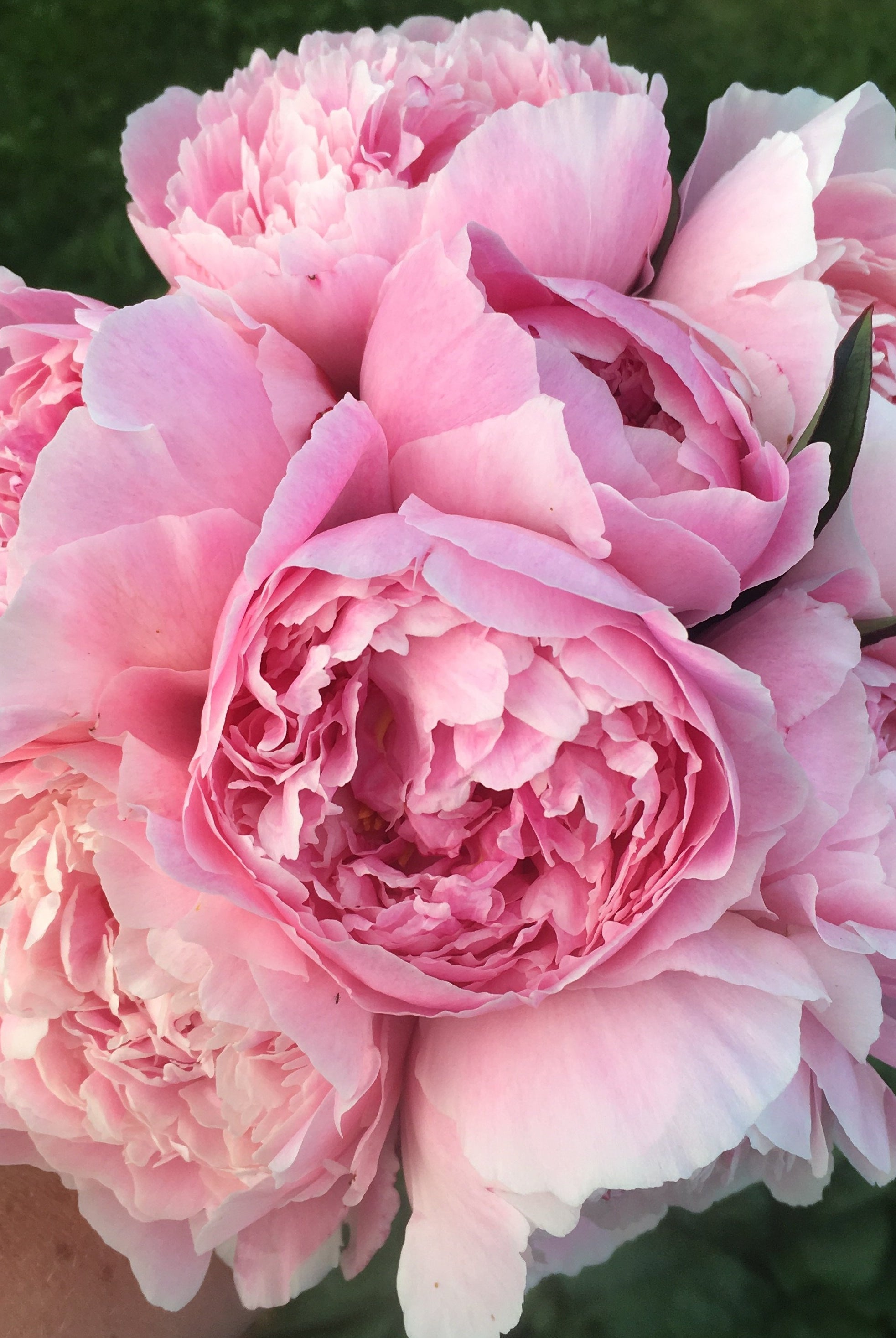 Pastel Petites - 50 Stems