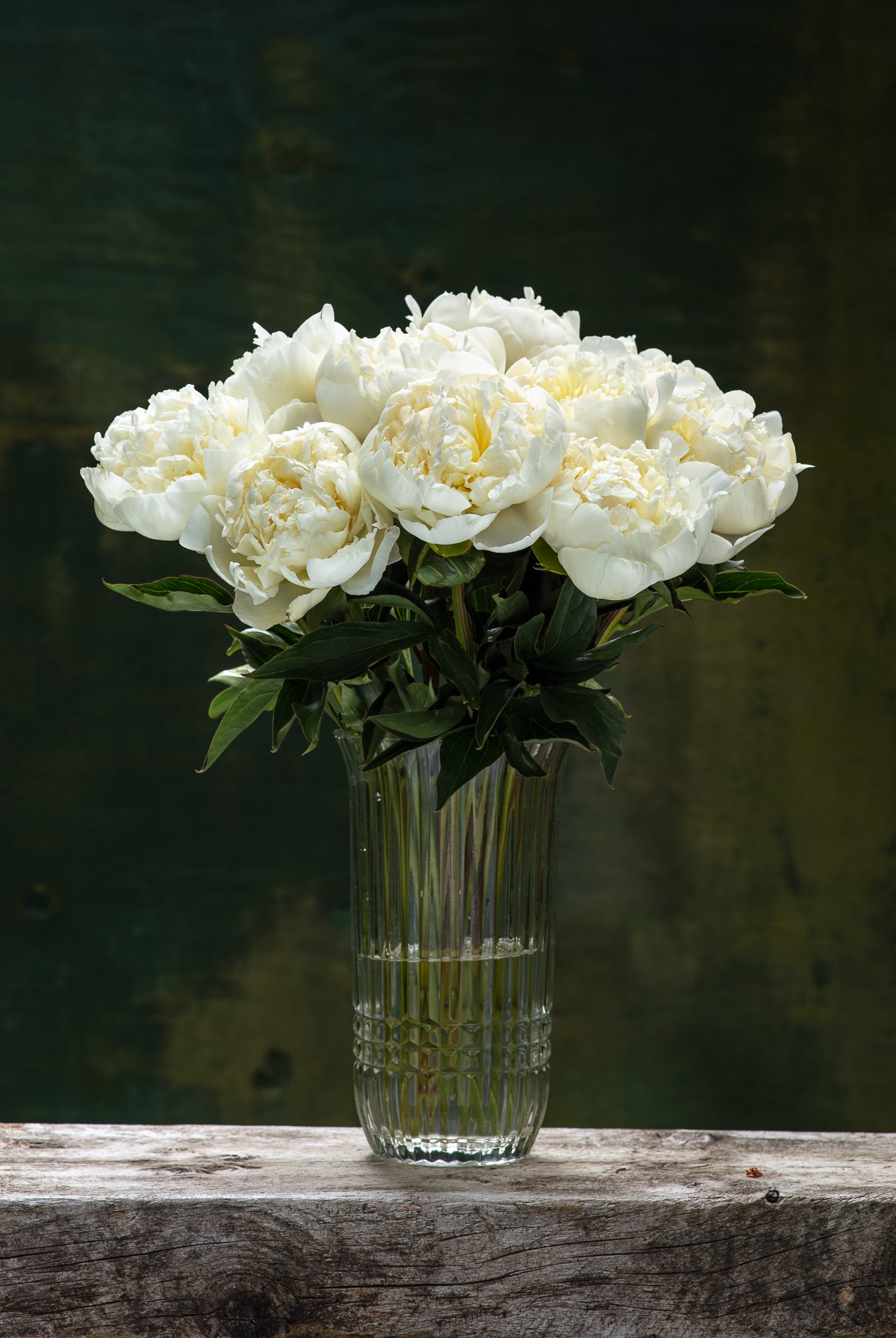 Duchesse de Nemours Peony Box - 25 Stems