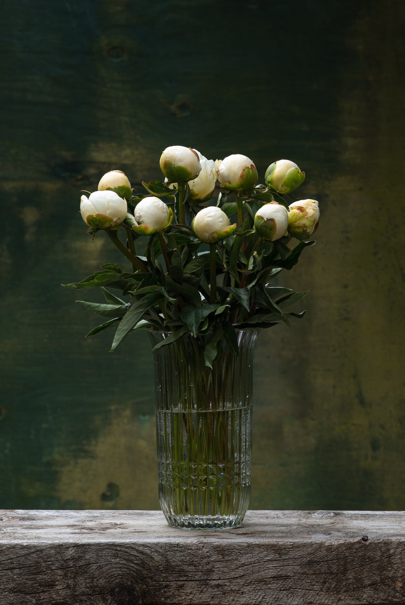 Duchesse de Nemours Peony Box - 25 Stems