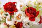 Summer Dream - 13 Stems-Flowers-Alaska Beauty Peony Coop-Alaska Beauty Peony Coop
