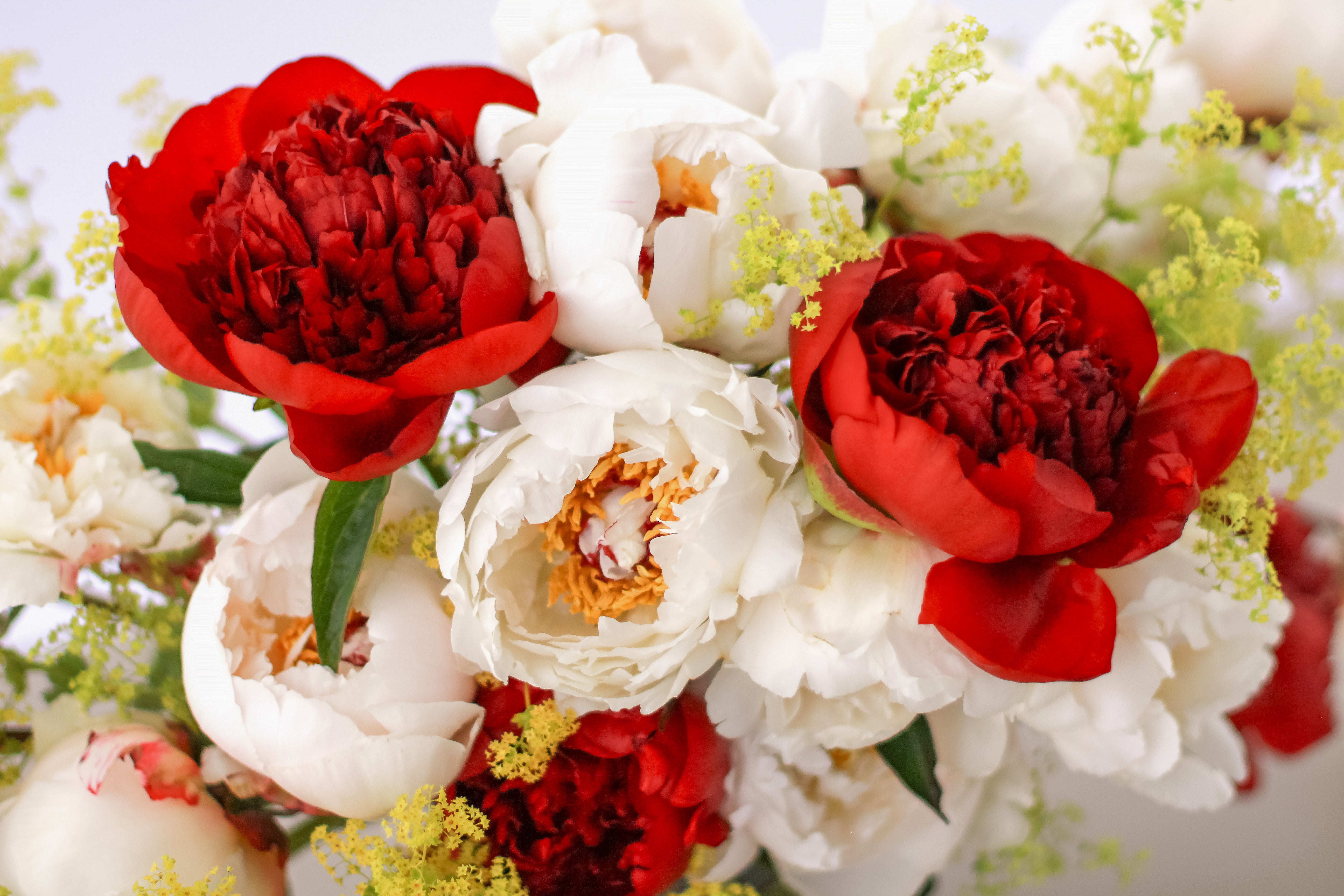 Summer Dream - 13 Stems-Flowers-Alaska Beauty Peony Coop-Alaska Beauty Peony Coop