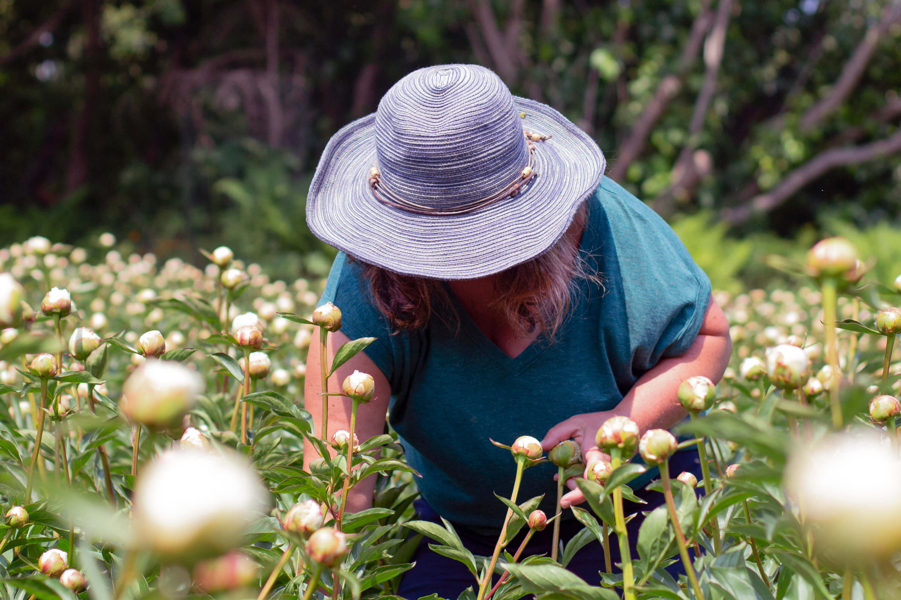 2025 Farm Tours-Event-Alaska Beauty Peony Coop-June 21-Alaska Beauty Peony Coop