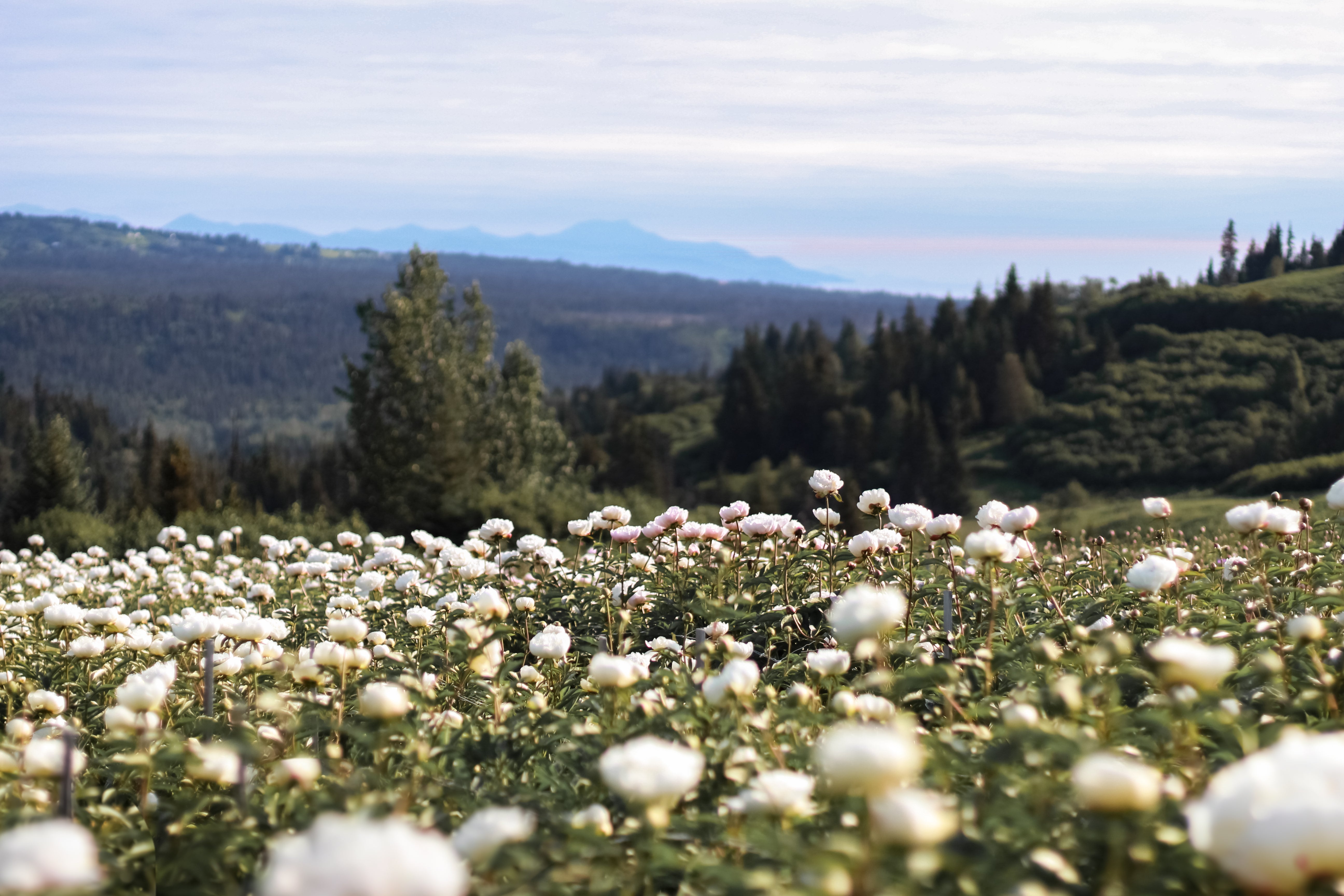 2026 Farmer for a Day-Event-Alaska Beauty Peony Coop-Alaska Beauty Peony Coop
