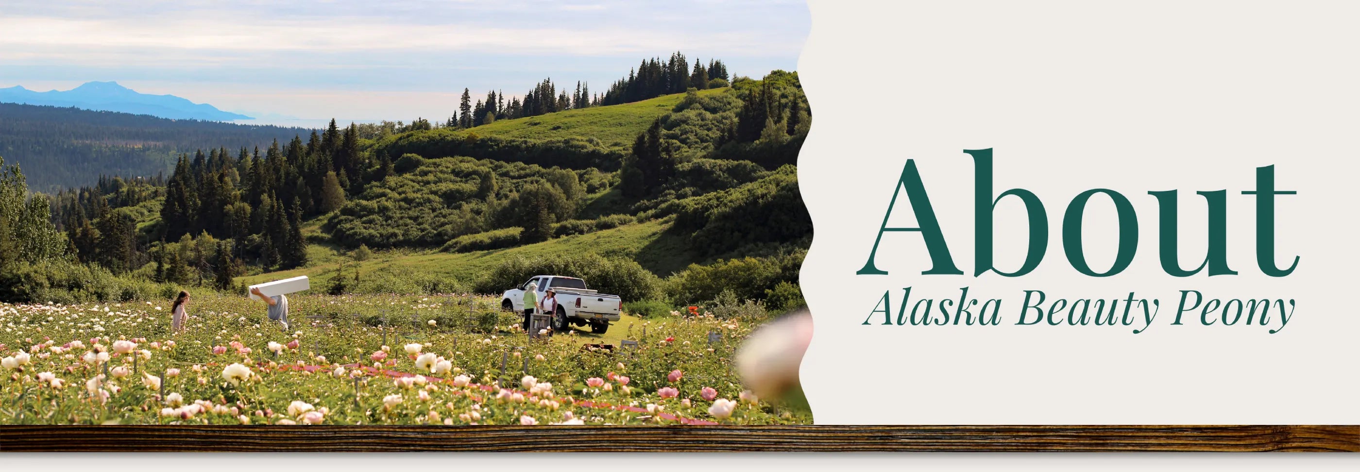 About Alaska Beauty Peony | Alaska Beauty Peony Cooperative | Homer, AK