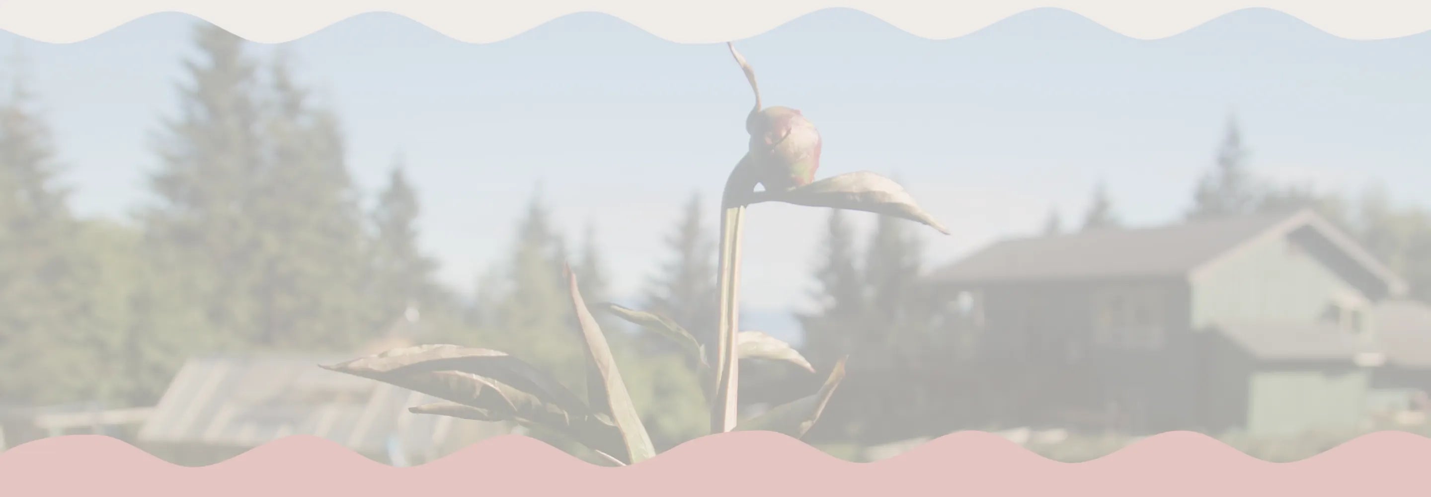 Foggy landscape with trees and a house in the background | Alaska Beauty Peony Cooperative | Homer, AK