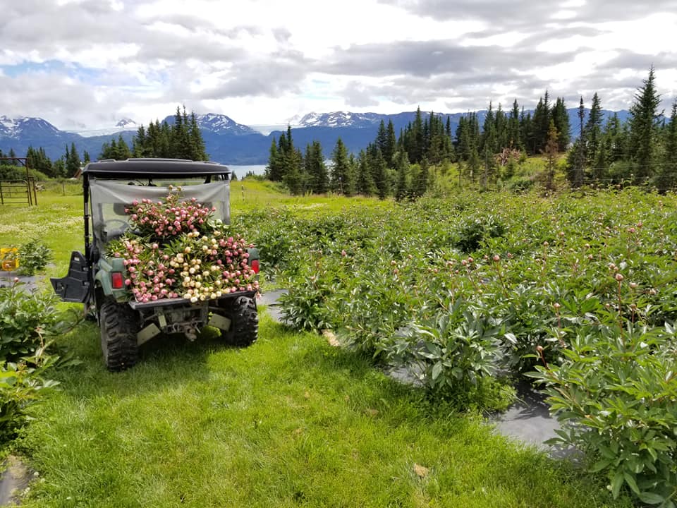 2025 Farm Tours-Event-Alaska Beauty Peony Coop-June 21-Alaska Beauty Peony Coop