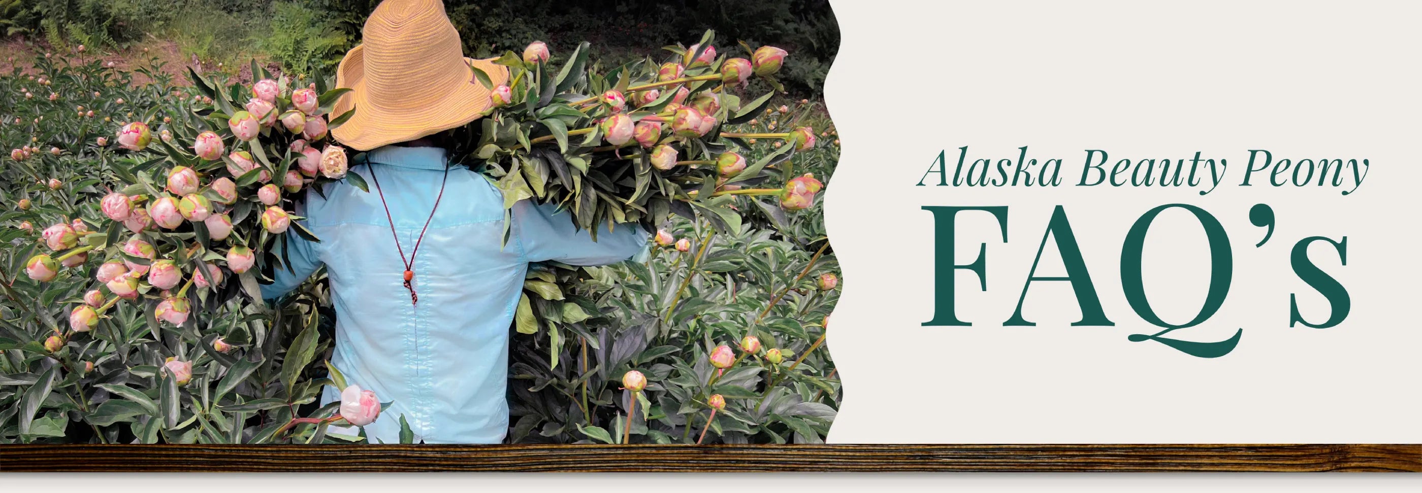 Alaska Beauty Peony Frequently Asked Questions | Homer, AK