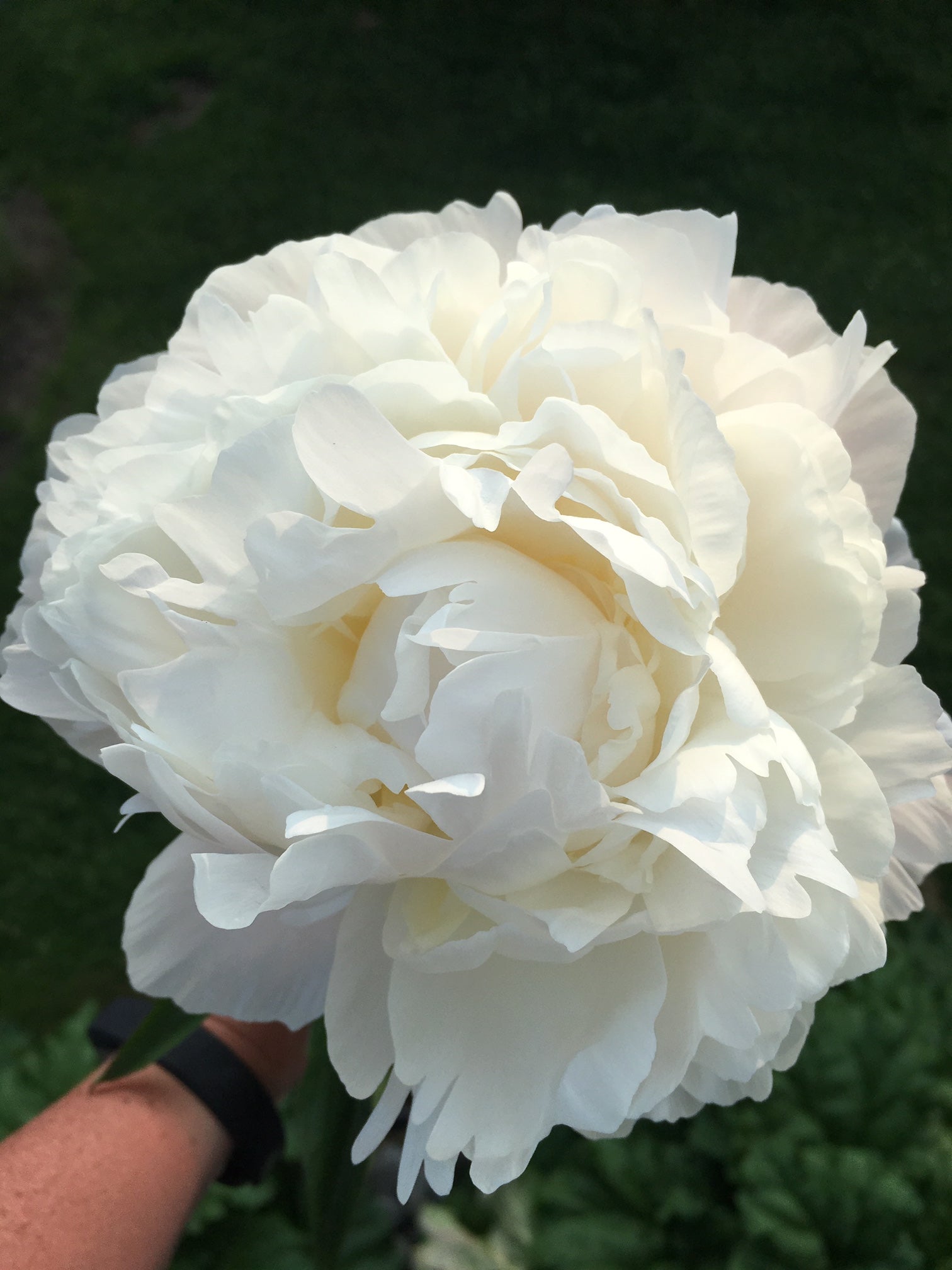 Just Amalia Olson - 25 Stems