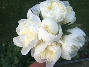 
                  
                    Load image into Gallery viewer, Duchesse de Nemours Peony Box - 25 Stems
                  
                