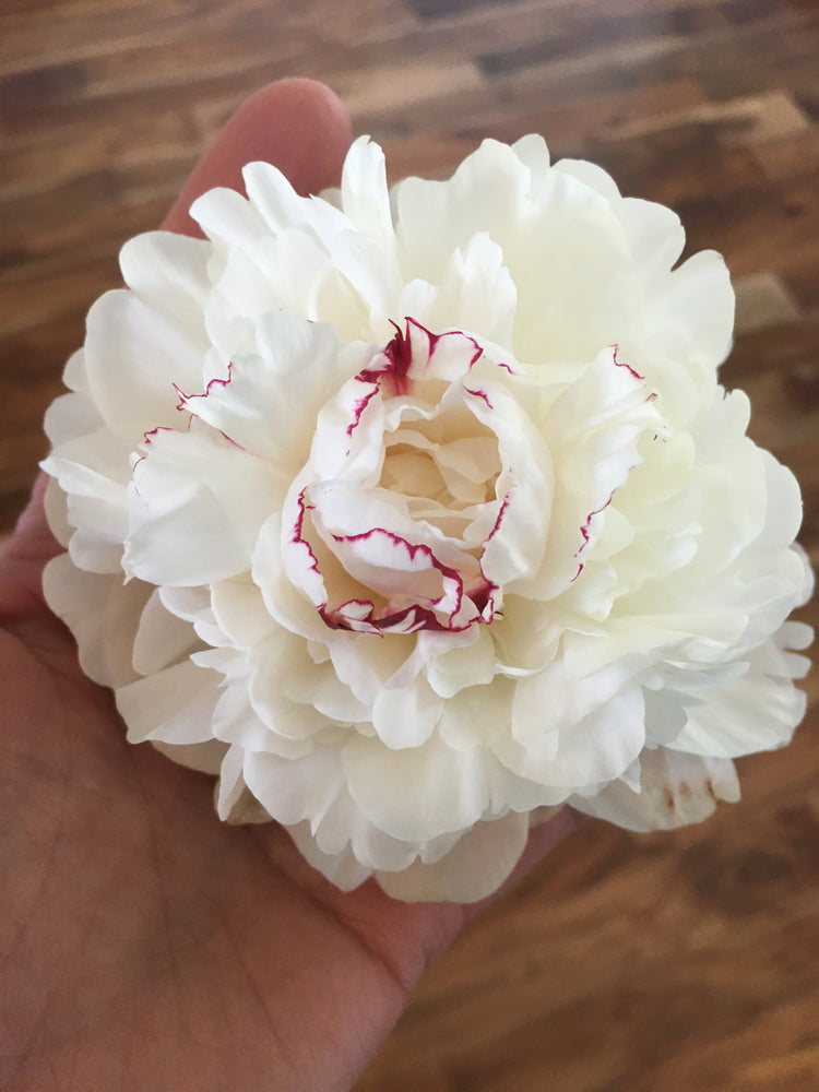 
                  
                    Load image into Gallery viewer, Peony Petite Box - 50 Stems
                  
                