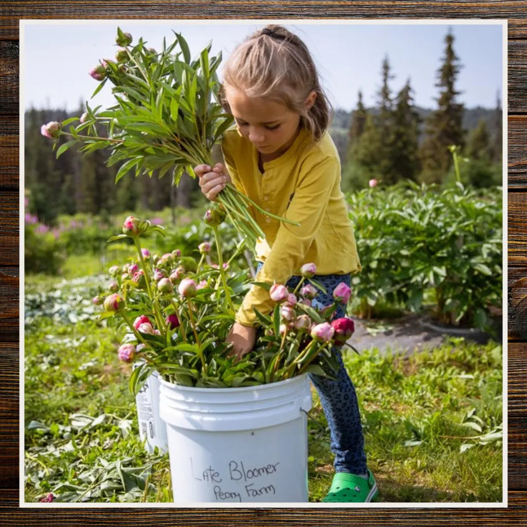 Child in a yellow shirt picking flowers in a field with a bucket labeled 'Little Bloomer Flower Farm' | Alaska Beauty Peony Cooperative | Homer, AK