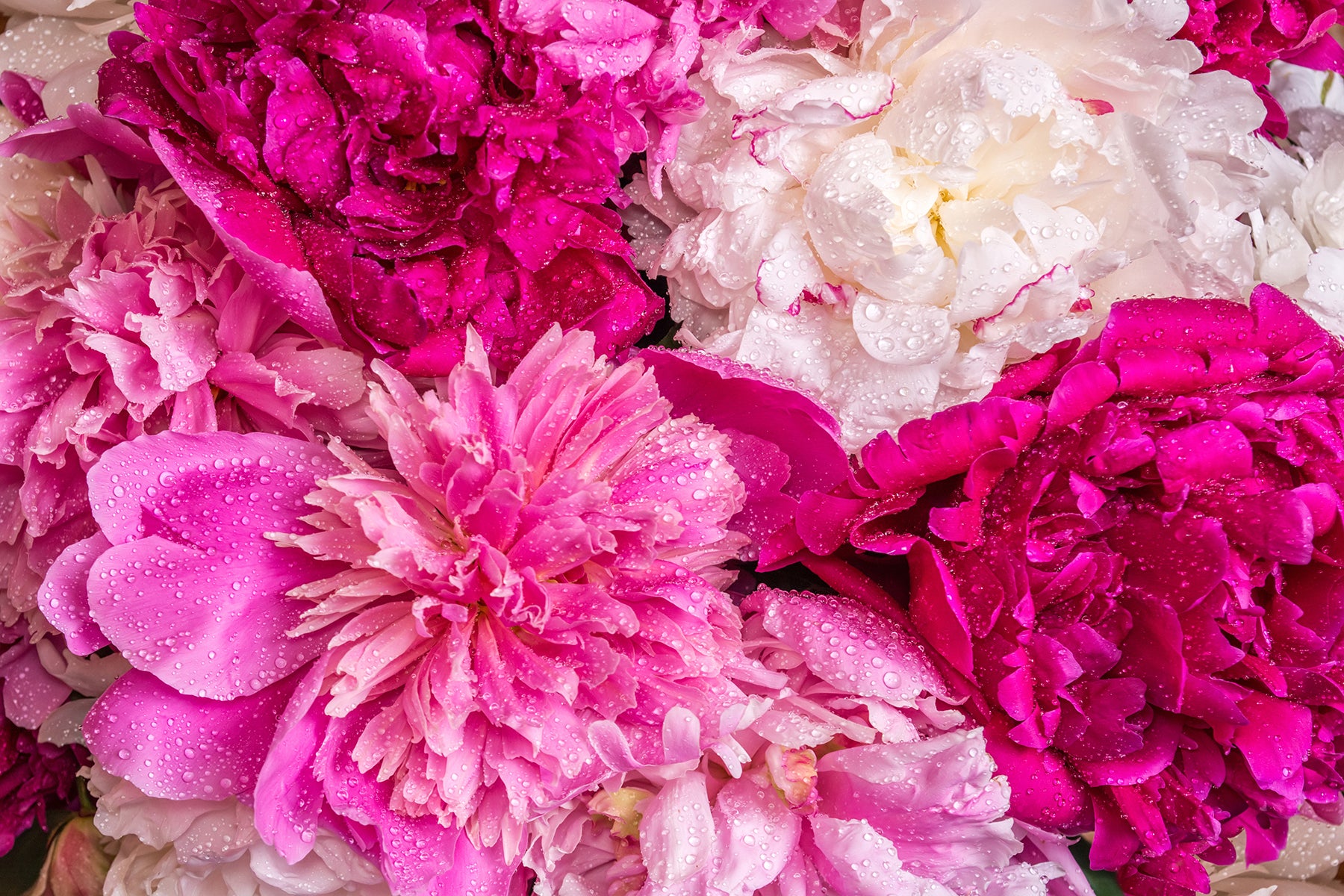 Alaska Mix - 13 Stems