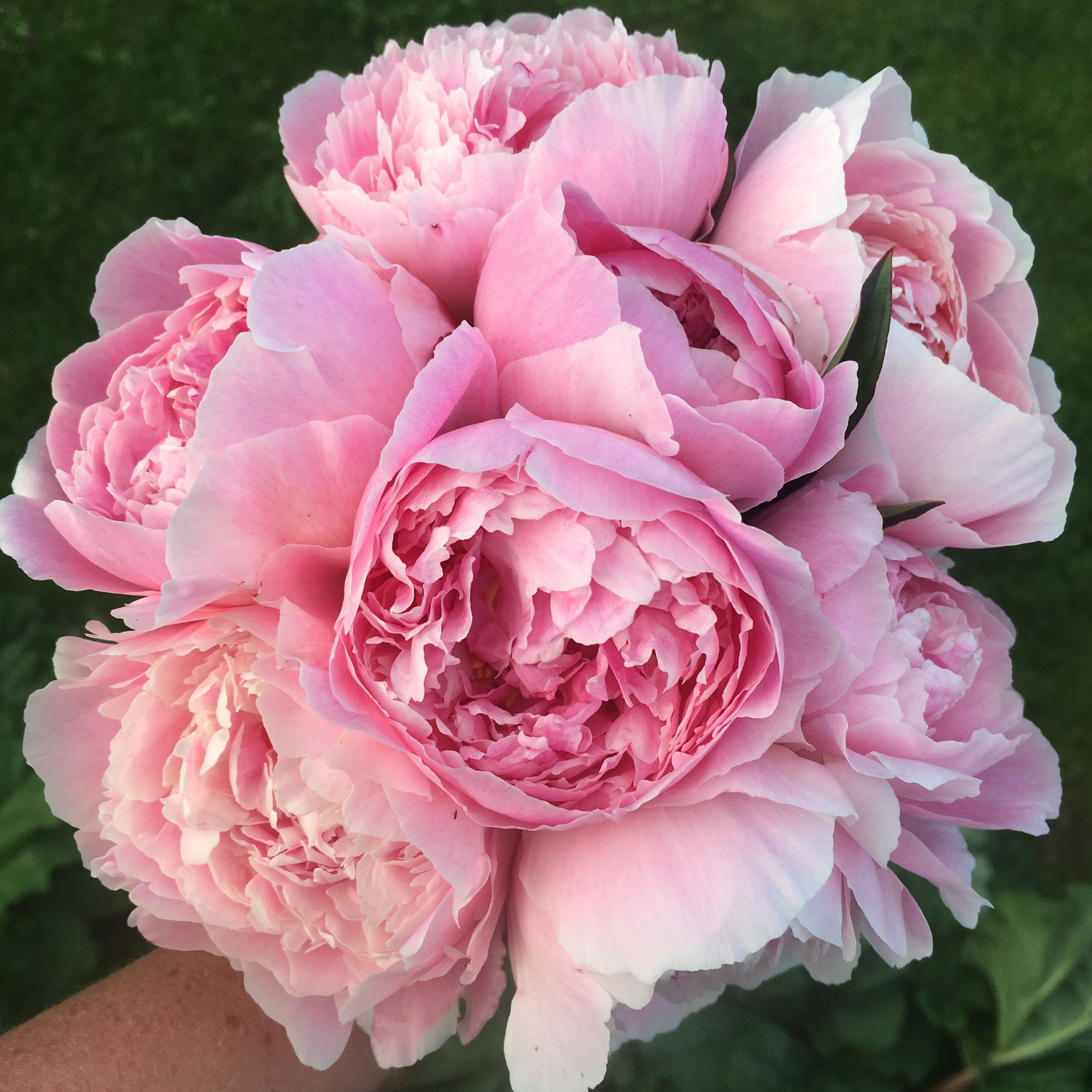 Pastel Petites - 50 Stems