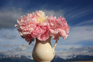 
                  
                    Load image into Gallery viewer, Pastel Petites - 50 Stems
                  
                